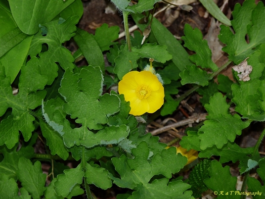 {Stylophorum diphyllum}